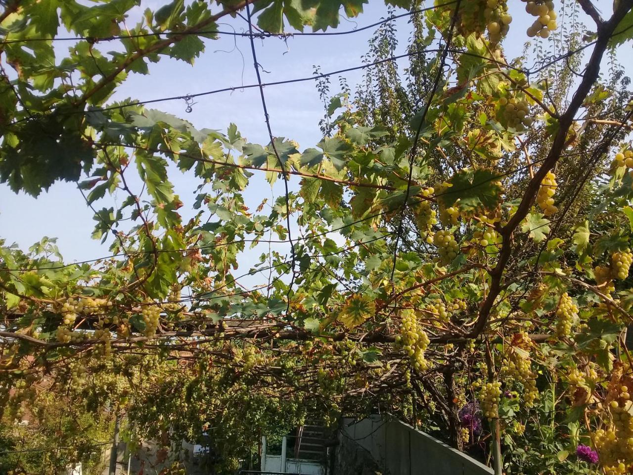 Apartment Giorgi In סינגאני מראה חיצוני תמונה